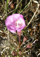 Image of Agalinis peduncularis (Benth.) Pennell