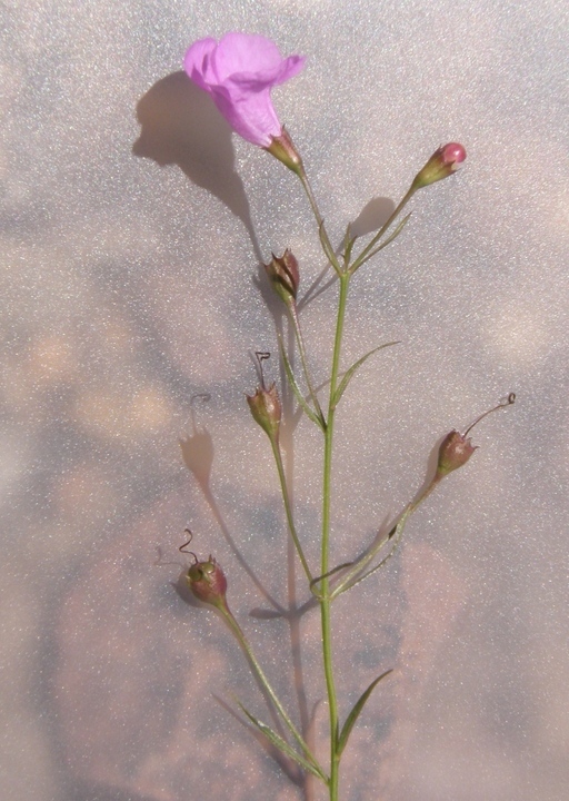 Image de Agalinis peduncularis (Benth.) Pennell