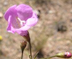 Image de Agalinis peduncularis (Benth.) Pennell