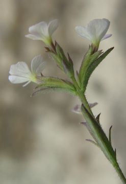 Image of pygmy bluehearts