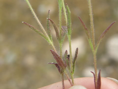 Image of pygmy bluehearts