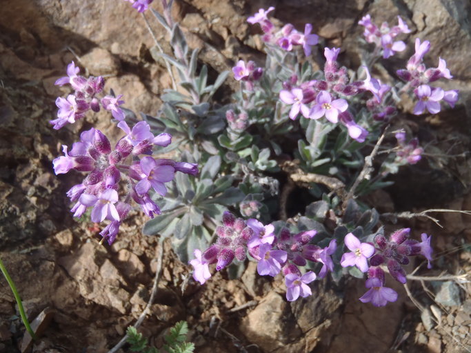 Image of Brewer's rockcress