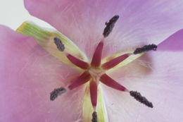 Image de Calochortus splendens Douglas ex Benth.