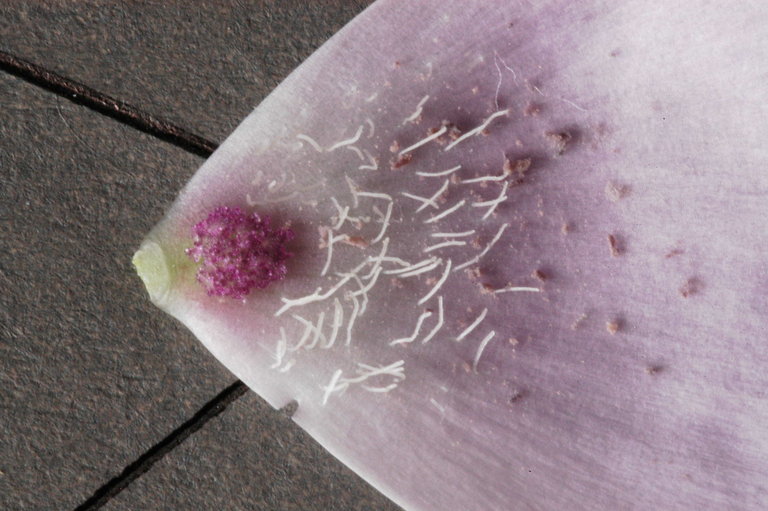 Image de Calochortus splendens Douglas ex Benth.