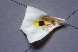 Image of superb mariposa lily