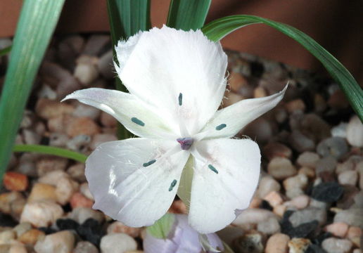 Image of Monterey mariposa lily