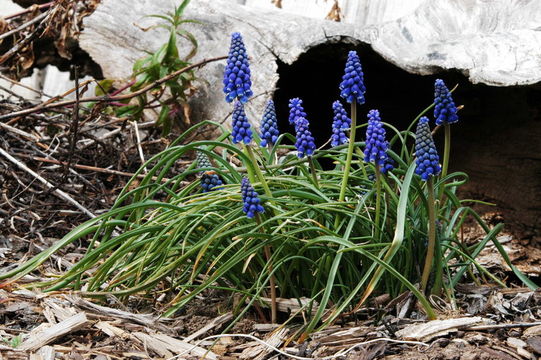 Muscari botryoides (L.) Mill. resmi