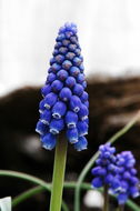 Image of common grape hyacinth