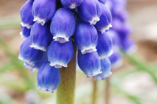 Image of common grape hyacinth