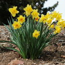 Image of daffodil