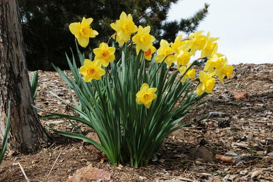 Image of daffodil