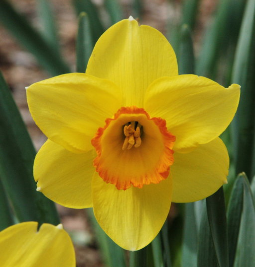 Image of daffodil