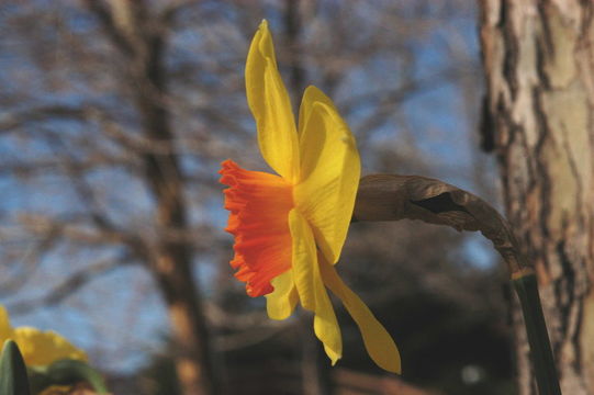 Image of daffodil