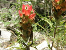 Image of Trans-Pecos Indian paintbrush