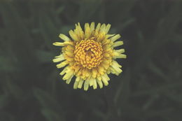 Image of bigflower agoseris