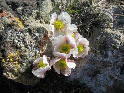 Image of <i>Ranunculus andersonii</i>