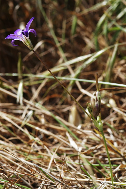 صورة Brodiaea jolonensis Eastw.