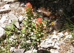 Image of Trans-Pecos Indian paintbrush