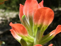 Image of Trans-Pecos Indian paintbrush