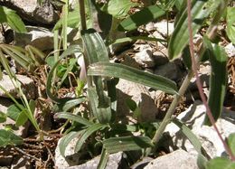 Image of Trans-Pecos Indian paintbrush