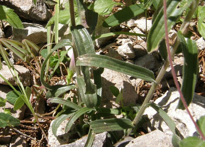 Image of Trans-Pecos Indian paintbrush