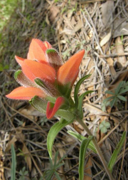 Image of Trans-Pecos Indian paintbrush