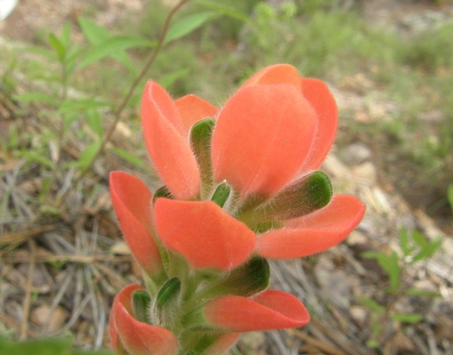 Image of Trans-Pecos Indian paintbrush