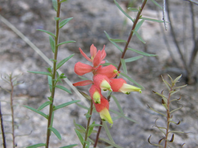 Слика од Castilleja ortegae Standley