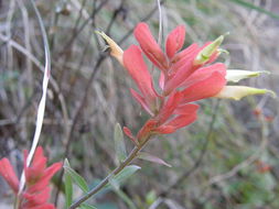 Слика од Castilleja ortegae Standley