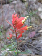 Слика од Castilleja ortegae Standley