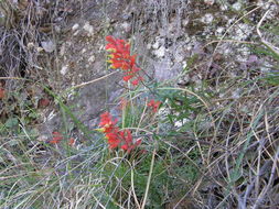 Слика од Castilleja ortegae Standley