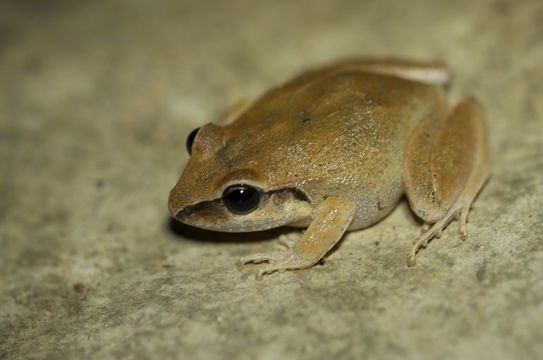 Image of Polymorphic Robber Frog