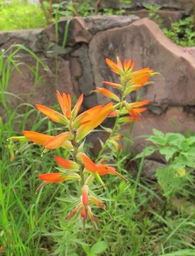 Image of Huachuca Mountain Indian paintbrush