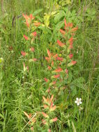 Image of Huachuca Mountain Indian paintbrush