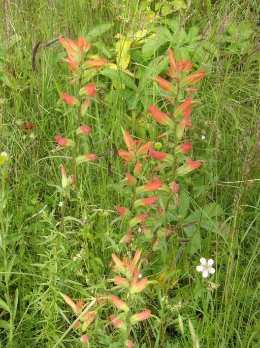 Image of Huachuca Mountain Indian paintbrush