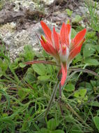 Image of Castilleja stenophylla M. E. Jones