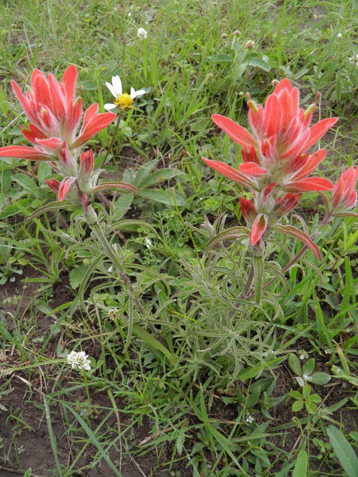 Image of Castilleja stenophylla M. E. Jones