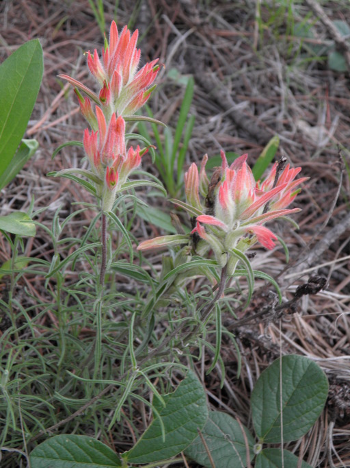 Image of Castilleja stenophylla M. E. Jones