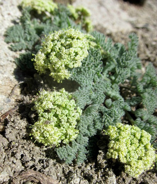 Lomatium foeniculaceum (Nutt.) Coult. & Rose resmi