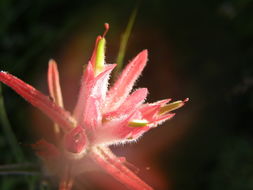 Image of Castilleja stenophylla M. E. Jones