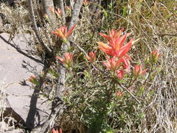 Image of Santa Catalina Indian paintbrush