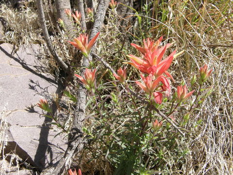 Слика од Castilleja tenuiflora Benth.