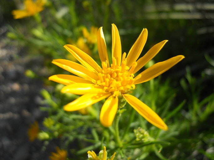 Image of narrowleaf goldenbush