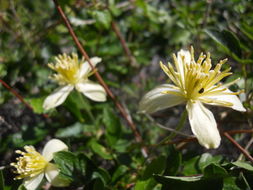 Image of pipestem clematis