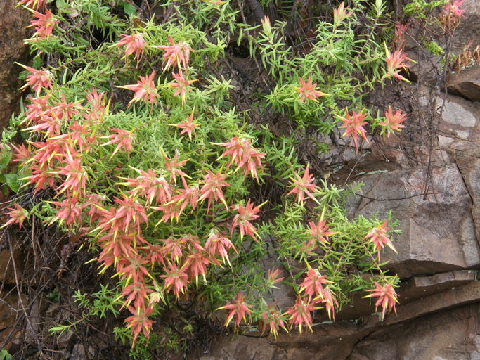 Image of Santa Catalina Indian paintbrush