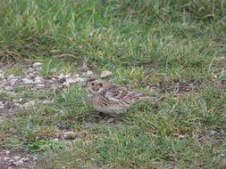 Слика од Calcarius lapponicus (Linnaeus 1758)