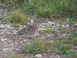 Слика од Calcarius lapponicus (Linnaeus 1758)