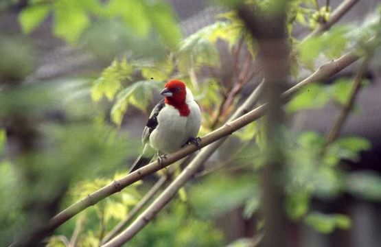 Image of Red-cowled Cardinal