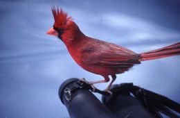 Слика од црвен кардинал