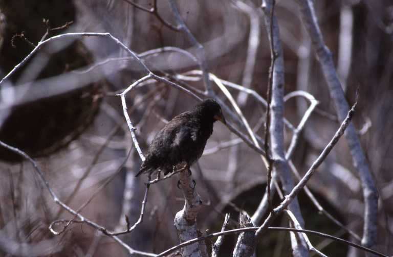 Image of Common Cactus Finch